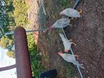 Leghorn Isabel patrijs haantjes, Dieren en Toebehoren, Pluimvee, Mannelijk, Kip