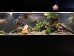 Complete visbestand te koop, Dieren en Toebehoren, Ophalen of Verzenden, Zo goed als nieuw, Gevuld zoetwateraquarium