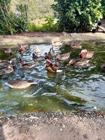 Soorten siereenden, Dieren en Toebehoren, Pluimvee, Meerdere dieren, Eend