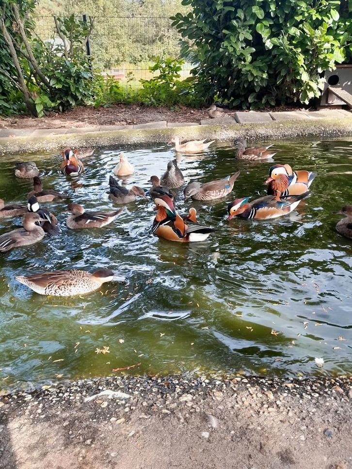 Soorten siereenden, Dieren en Toebehoren, Pluimvee, Eend, Meerdere dieren
