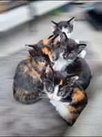 Leuke kittens zoeken nieuw huisje, Meerdere dieren
