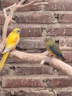 Turquoisine  parkieten, Dieren en Toebehoren, Meerdere dieren, Parkiet