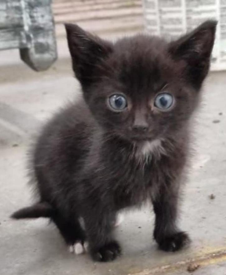 Kittens per direct beschikbaar!, Dieren en Toebehoren, Katten en Kittens | Raskatten | Korthaar, Meerdere dieren, 0 tot 2 jaar