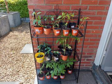 Diverse moestuin plantjes te koop  beschikbaar voor biedingen
