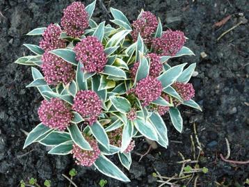 9 Skimmia bont blad 45 euro beschikbaar voor biedingen