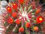 Cactus Ferocactus Stainesii in de 27cm schaal., Huis en Inrichting, Cactus, Minder dan 100 cm, Ophalen of Verzenden, In pot