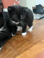 Kittens, Dieren en Toebehoren, Katten en Kittens | Raskatten | Korthaar, Kater