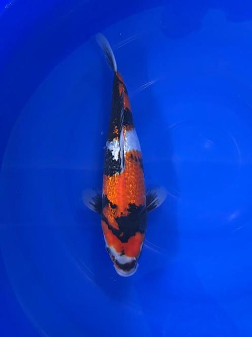 Tateshita Ginrin Showa, Dieren en Toebehoren, Vissen | Vijvervissen, Karper of Koi