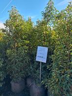 Portugese Laurier 'Angustifolia' - Prunus lusitanica, Tuin en Terras, Planten | Struiken en Hagen, Ophalen of Verzenden, Laurier