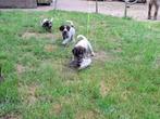 te koop Duitse Staande Draadhaar pups, Dieren en Toebehoren, Honden | Setters en Staande honden, Duitse Staande hond, 8 tot 15 weken