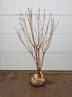 Prunus ‘Kanzan’ | Meerstammige sierkers | 150/175cm, Tuin en Terras, Planten | Struiken en Hagen, Ophalen, Overige soorten, Struik