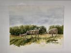 Aquarel Runderen in de wei 50x70 cm met lijst, Ophalen