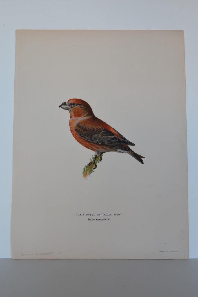 GROTE KRUISBEK VOGEL LOXIA PYTYOPSITTACUS Mooie LITHO VA4, Antiek en Kunst, Kunst | Litho's en Zeefdrukken, Verzenden