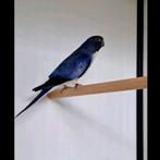 Gezocht zee grijs groene splendids en meer., Dieren en Toebehoren, Meerdere dieren, Parkiet