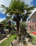 Palmboom, Bloeit niet, 250 tot 400 cm, Palmboom, Ophalen