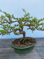 Bonsai Larix, leuk en oud boompje, Minder dan 100 cm, Overige soorten, Ophalen of Verzenden