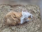 Cavia's beer 10€/stuk, Dieren en Toebehoren, Knaagdieren, April, Mannelijk, Cavia