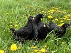 Jonge tamme Marans kippen hennetjes, gesekst en ingeënt, Dieren en Toebehoren, Vrouwelijk, Kip