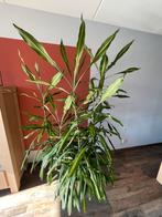 Draceana Cintho kamerplant, Huis en Inrichting, Kamerplanten, Overige soorten, Halfschaduw, 200 cm of meer, Ophalen