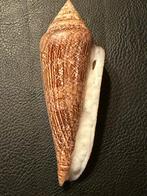 schelpen Conus Gloriamaris 134 mm Grote !, Ophalen of Verzenden, Schelp(en)