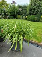 3x Agapanthus incl pot, Ophalen, Zomer, Overige soorten, Volle zon