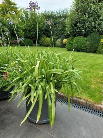 3x Agapanthus incl pot beschikbaar voor biedingen
