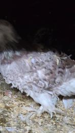 Te koop krulduiven, Meerdere dieren