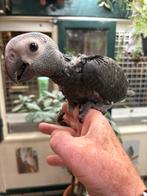 Grijze roodstaart, Meerdere dieren, Papegaai, Geringd
