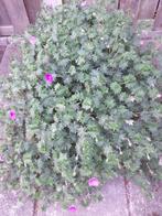 Geranium sanguineum, bloedooievaarsbek, Ophalen, Bodembedekkers, Volle zon, Vaste plant