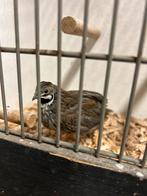 Chinese dwergkwartels, Dieren en Toebehoren, Vogels | Overige Vogels, Meerdere dieren, Tropenvogel