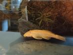 Albino ancistrus, Dieren en Toebehoren, Vis