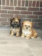 Mooie kleinblijvende Boomer Pups, Dieren en Toebehoren, Honden | Chihuahua's en Gezelschapshonden, CDV (hondenziekte), Meerdere
