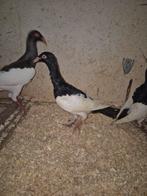 Engelse ekstertuimelaar, Dieren en Toebehoren, Pluimvee, Meerdere dieren, Kip