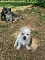 Alle drie de hondjes zijn naar geweldige nieuwe baasjes ♥️, Dieren en Toebehoren, Honden | Niet-rashonden, Rabiës (hondsdolheid)