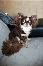 chihuahua teefje, Dieren en Toebehoren, Honden | Chihuahua's en Gezelschapshonden, België, Particulier, Rabiës (hondsdolheid)
