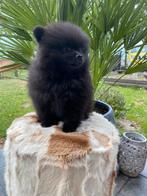 Pomeriaan pups (teacup)nog 2 zwarte teefjes, Keeshond, CDV (hondenziekte), 8 tot 15 weken, Teef