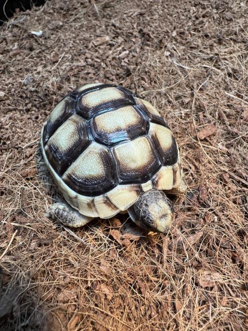 Griekse Breedrandschildpad, Dieren en Toebehoren, Reptielen en Amfibieën, Schildpad, 0 tot 2 jaar, Tam