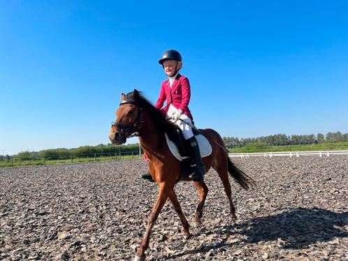Te lease lieve bixie A-pony Bomproof, Dieren en Toebehoren, Paarden, Ruin, B, Minder dan 160 cm, 7 tot 10 jaar, Recreatiepaard