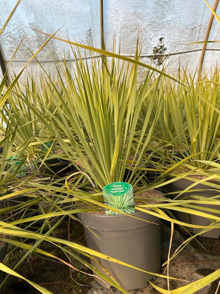 Yucca rostrata 'Sapphire Skies' in 5L pot, Tuin en Terras, Planten | Tuinplanten, Vaste plant, Overige soorten, Volle zon, Bloeit niet