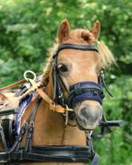 Verzorgpony aangeboden/ verzorger gezocht, Ophalen of Verzenden, Nieuw