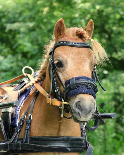 Verzorgpony aangeboden/ verzorger gezocht, Dieren en Toebehoren, Paarden en Pony's | Overige Paardenspullen, Nieuw, Ophalen of Verzenden