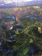 Moscow Blue show guppy delta