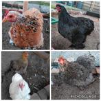 Kippen, cochin krielkippen, Dieren en Toebehoren, Pluimvee, Vrouwelijk, Kip