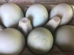 Indische Loopeend broedeiren, Dieren en Toebehoren, Pluimvee, Vrouwelijk, Eend