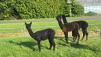 Te koop 3 alpaca hengsten, Dieren en Toebehoren, Schapen, Geiten en Varkens, Mannelijk, Schaap