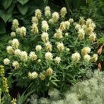 Trifolium ochroleucon, klaver, Halfschaduw, Zomer, Vaste plant, Overige soorten
