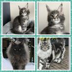 Maine coon kittens met stamboom, Dieren en Toebehoren, Katten en Kittens | Raskatten | Langhaar, 0 tot 2 jaar, Gechipt, Poes