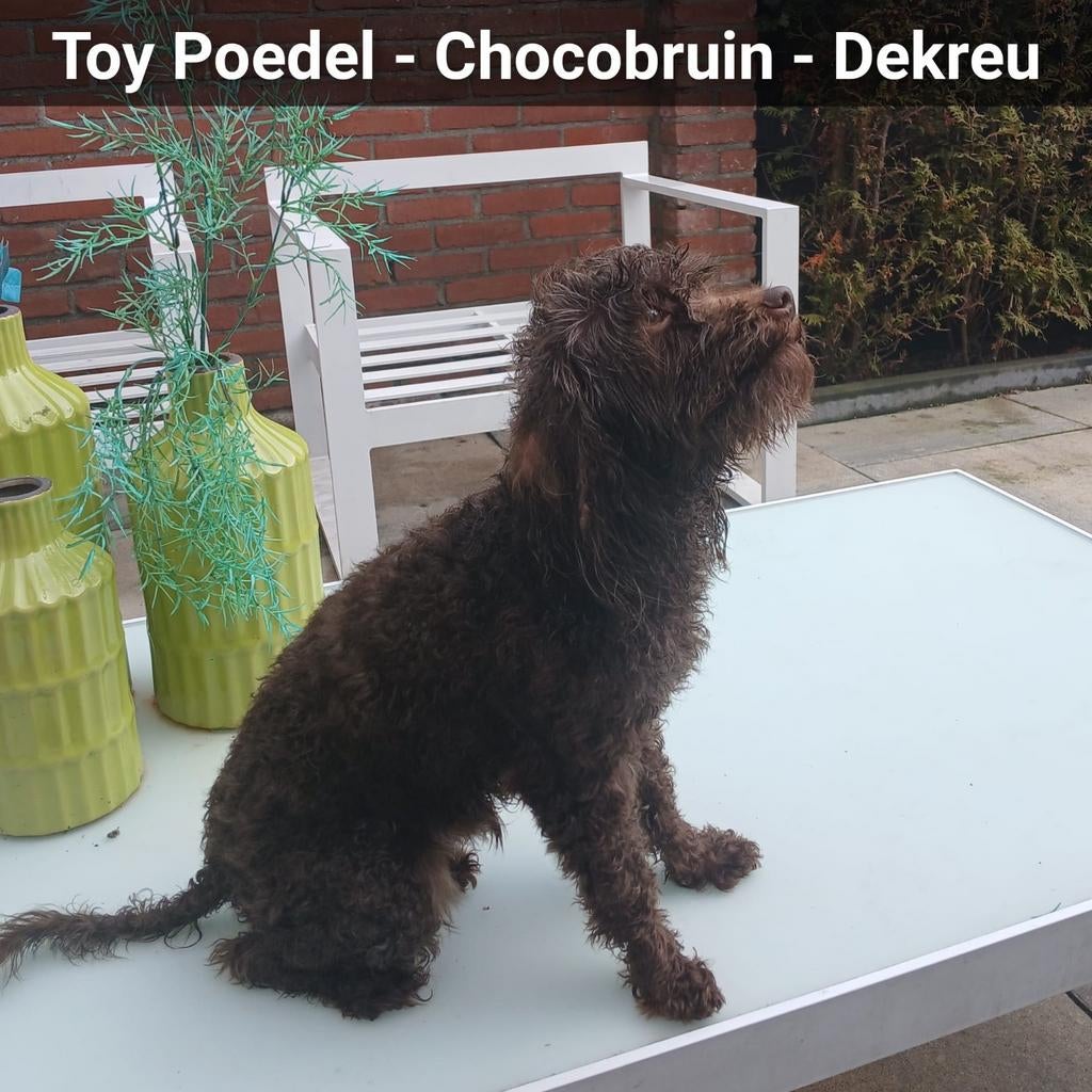 Mooie toypoedel dekreu beschikbaar voor dekkingen, Parvo, Reu, Eén hond, 3 tot 5 jaar