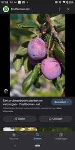 pruim, Tuin en Terras, Planten | Fruitbomen, Volle zon, Ophalen of Verzenden