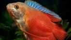Dwerg Gourami - Trichogaster Lalius Red Coral, Dieren en Toebehoren, Vis, Zoetwatervis